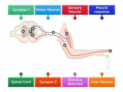 Label a Reflex Arc