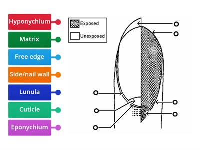 Nail Anatomy