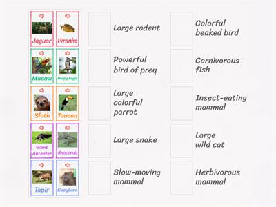 Amazon Wildlife Vocabulary