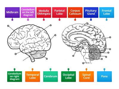 Brain lobes and internal