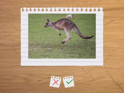 Wild animals-10 Vocabs-1