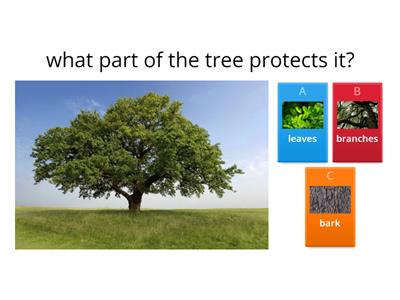 SESE SCIENCE TREES