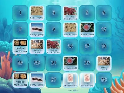 ostnokožci a strunatci poznávačka