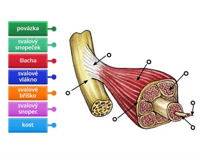 stavba kosterního svalu