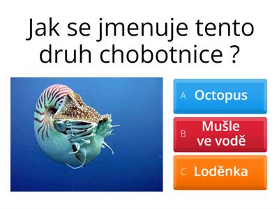 Hlavonožci / Chobotnice