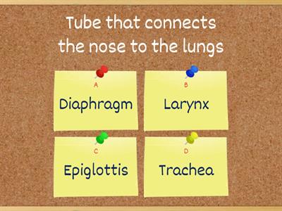 Respiratory system