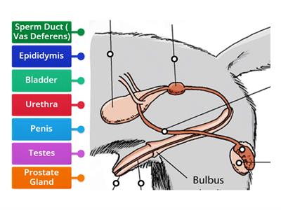 Dogs Male reproductive system 