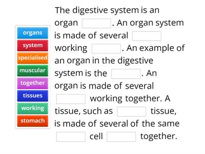 Digestive system 