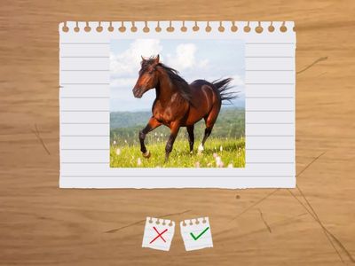 1a English - Animal Flashcards