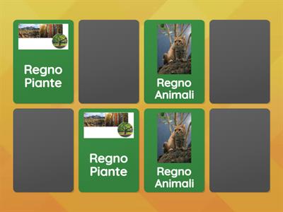 I quattro regni Eucarioti