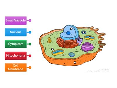 Animal Cell Diagram (Year 8)