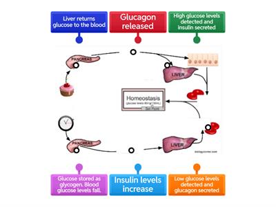 Homeostasis - glucose control