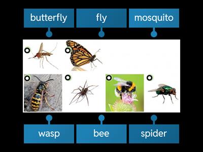 Insects (English file: pre-intermediate)