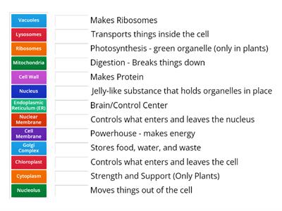 Cell Organelles