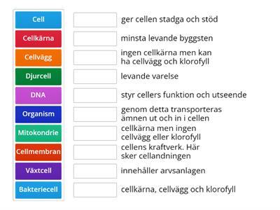 Celler, Cellandning, Fotosyntes