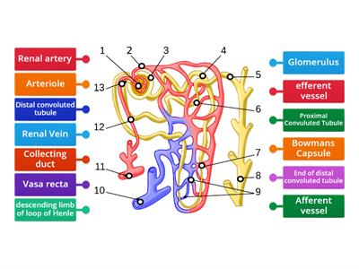 Kidney Nephron