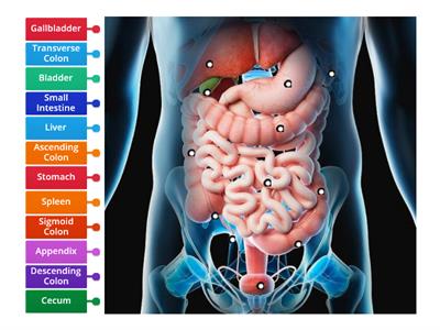 Abdominal Organs