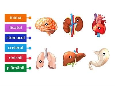 Recunoaște organele omului