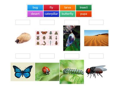 VAPQ2W2-ELA Vocabulary