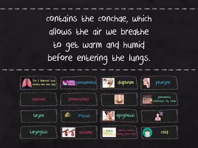 respiratory system