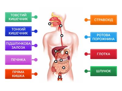 Органи травлення людини