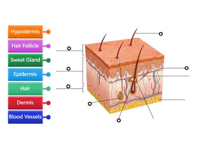 Integumentary System Diagram 