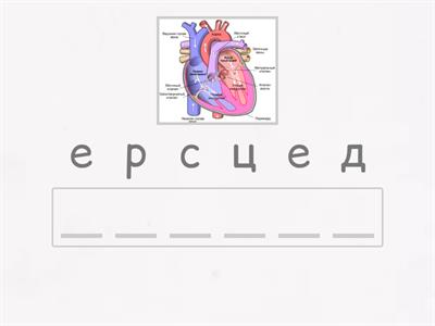 Внутренние органы