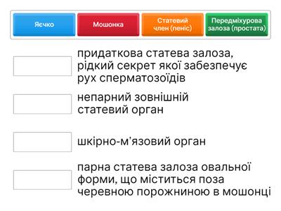 Будова чоловічої репродуктивної системи