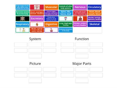 Human Body System Sorting Activity