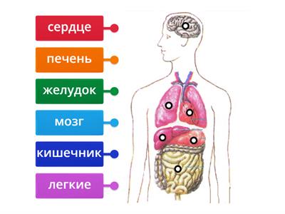 Внутренние органы ( 3 класс)