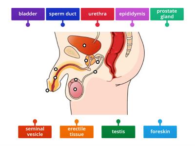 Male Reproductive System