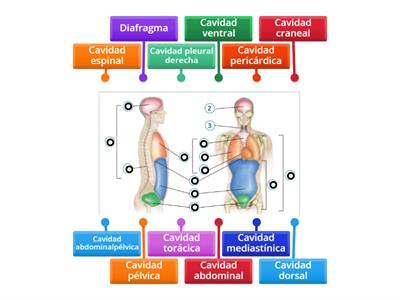 Cavidades corporales humanas
