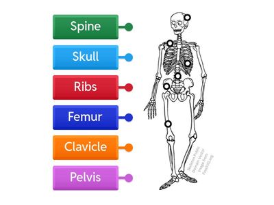 G4 science skeleton easy 