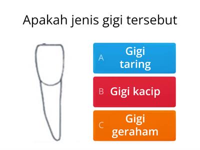 Sains tahun 3 Kenali gigi