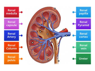 Kidneys 