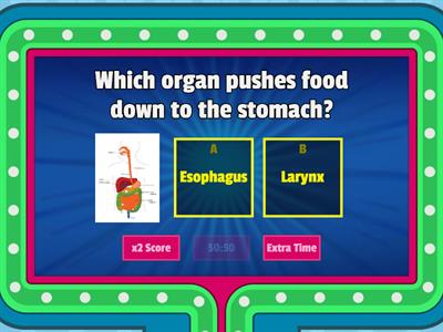 Digestive system