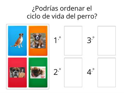 Ciclo de vida del perro