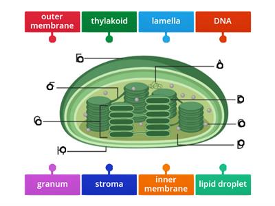 Structure of chloroplast