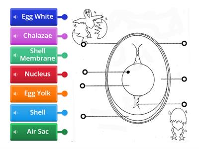 Parts of an Egg