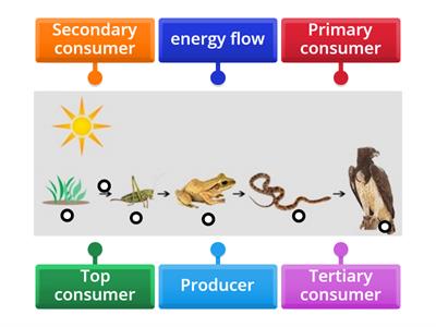 Nat 5 3.1 simple Food chain