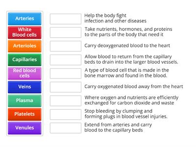 The Cardiovascular system