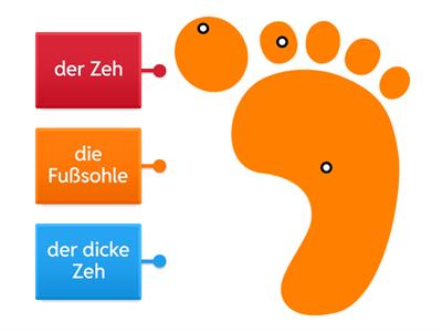 der Fuß (Bestandteile)