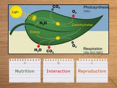 Vital functions QUIZZ