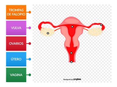 NATU - 6º - SAp 14 y 15 - Aparato reproductor femenino