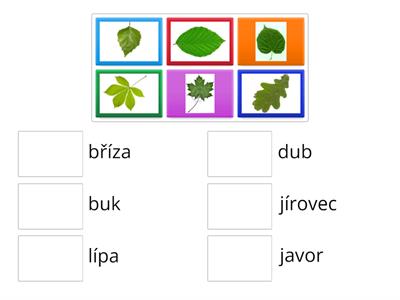 Listy stromů přiřaď k názvu stromu