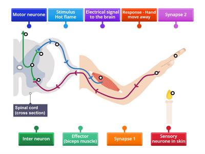 Nat 5 Bio Reflex Arc