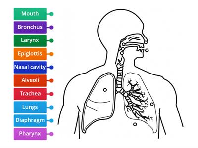 Respiratory System 