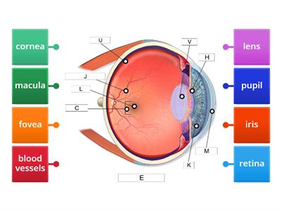 Eye Anatomy Matching