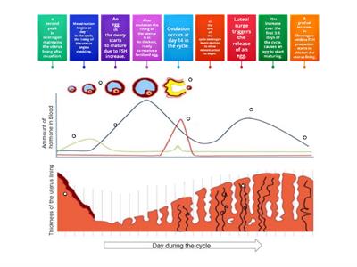 (Year 11) Reproductive cycles - detail