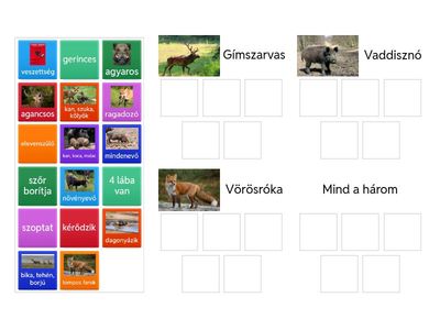 2. Emlősök az erdőben